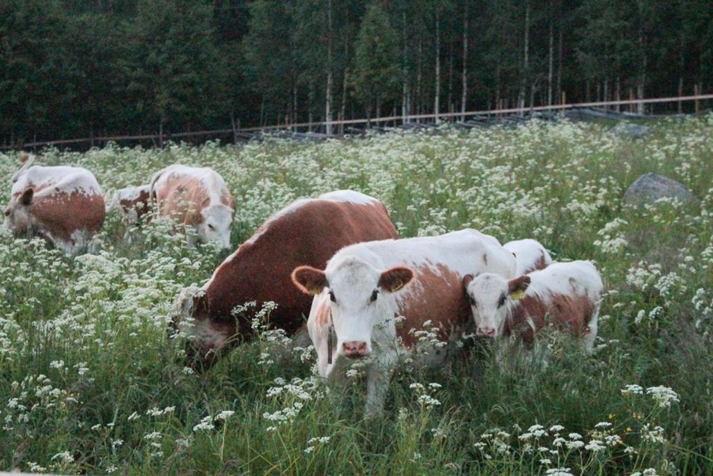 Kolin Mattila B&B *